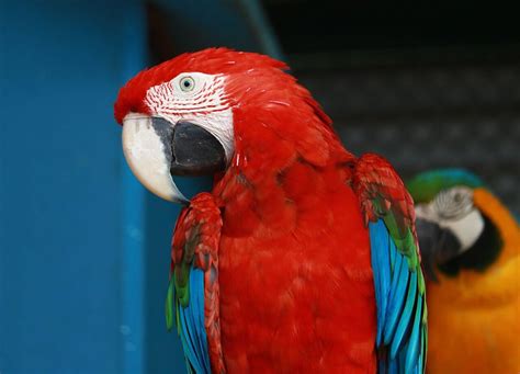 en büyük papağan türü